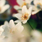 ���� �� ������  ��� ���  ��� ��� 