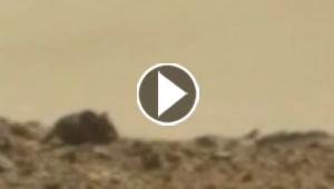 فيديو مثير.. فأر عملاق على سطح المريخ