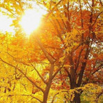 ���� ��� ��� ������