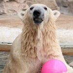 ��� ��� ���� ����