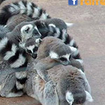 ��� ���� ������ �