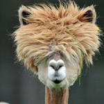 �� ����� ������ ���