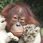 ���� ������ �������