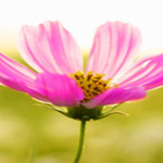 ���� ���� ����� ������