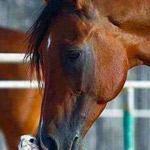 ���� ���� �� ���� �������