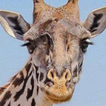 ��� ������ ������