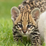 ������ ���� �����