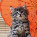 ��� ���� �����