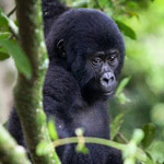 ��� �����  ��� �