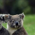 ����� ��� ������ ��� ����