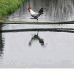 ��� ���� ������ �������