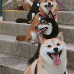 ���� �����