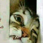 ��� ������ ����