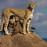 �� ����� ���� ��� ��� ... ����� ������