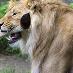 ��� ���� ��� ������ ������ :-)