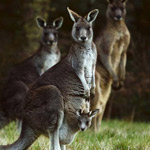 �� ���� ���������