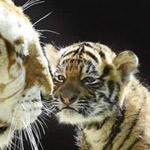 ������� ��� ������