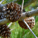 ���� ����� ����� ������ �������� ����� �����