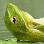 ���� ������