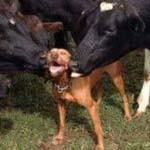 ��� �� ������