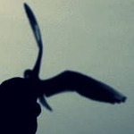 ����� ������� ����