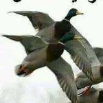 �� ������ ������ ����� ����� �������