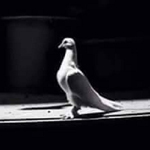 �� ���� �������