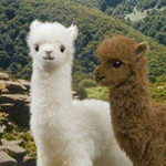 ���� �� �����