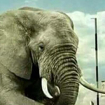 ��� ����� ������ ������� .. ������