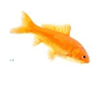 �� ����� ��� ����� ��������� �� ���� ������