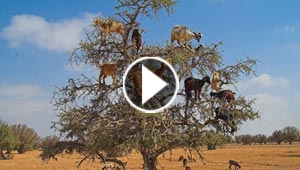  اغرب صور حقيقية بدون فوتوشوب.. مذهلة فعلا!