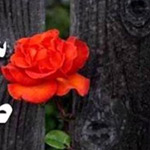 ���� ���� ������