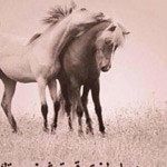 ����� ����� ��� ���� �� ������