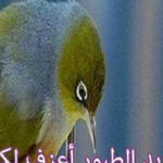 ���� ����� �������