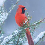 ����� ������ ������� 