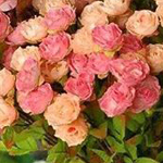 ���� ������