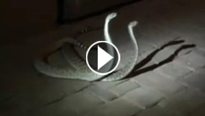  معركة بين ثعبانين سامين تستمر ثلاث ساعات دون حسم! فيديو