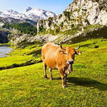 ����� ��������� �� �������