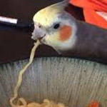 ��� ����� ����� ����������