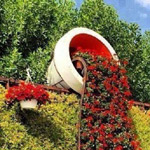 ���� ����� �������