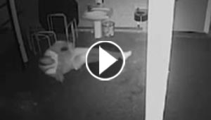 فيديو طريف: لص غبي كسر كاحله اثناء عملية سطو والشرطة تطارده