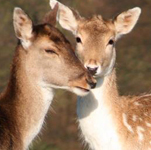 ���� ��� ����������