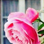 ���� ����� ������� �������