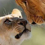 ���� ����� ����