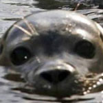 ����� ����� ���� ��� �����