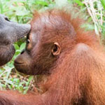 ��� ���� �������