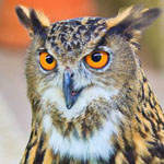 ���� ��� ������ ����� ��� parliament �� ��������