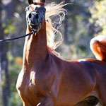 ���� �������