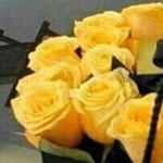 ���� ����� ������ ��������