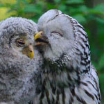 ������ ����� ... ������ �����